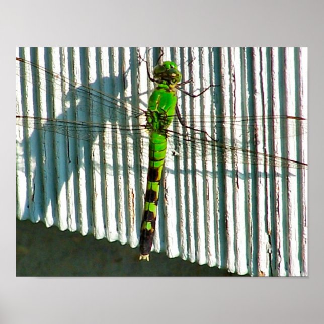 Poster Bright Green Dragonfly Close Nature (Devant)