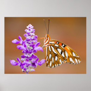 Poster Bright Orange Gulf Fritillary Butterfly