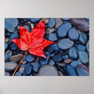 Poster Bright Red Fall Leaf
