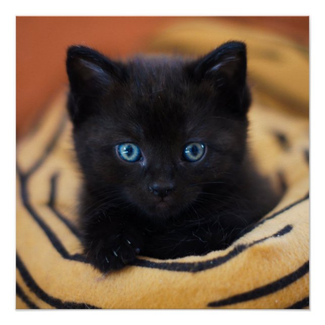 Poster brillant de chat noir (Devant)