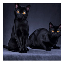 Poster brillant de chat noir