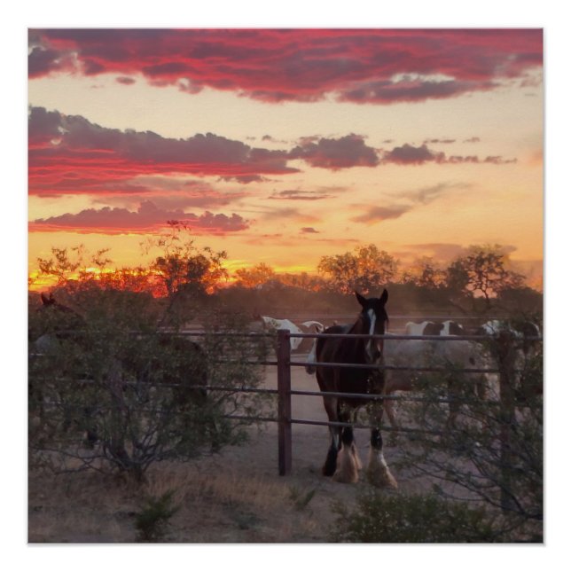 Poster brillant du Coucher de soleil du Cheval AZ (Devant)