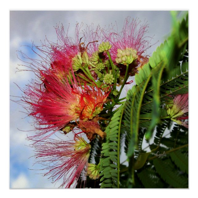 Poster brillant Mimosa Tree avec fleurs roses (Devant)