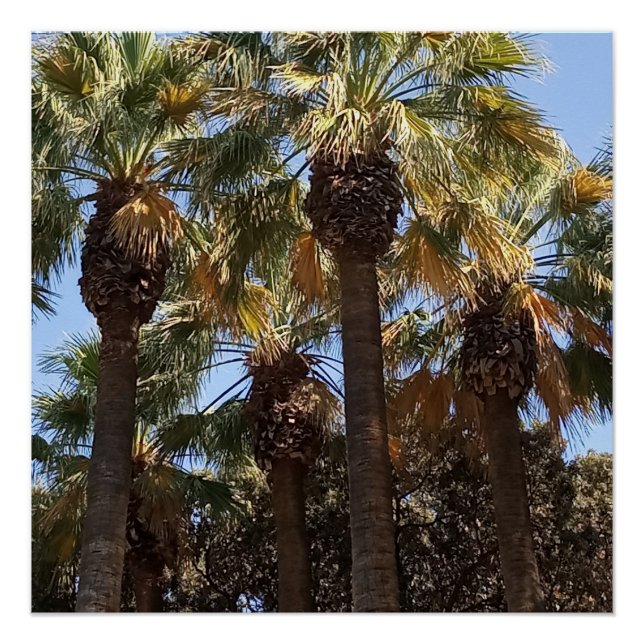 Poster brillant Palmiers (Devant)