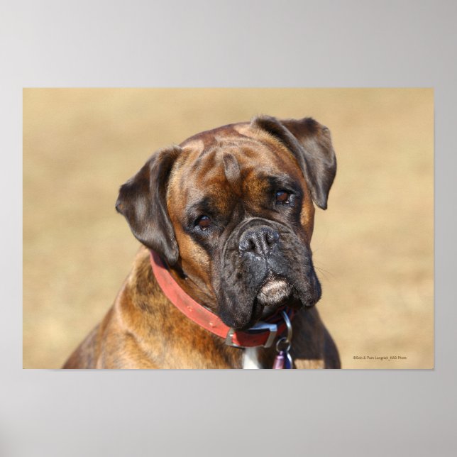 Poster Brindle Boxer Chien (Devant)