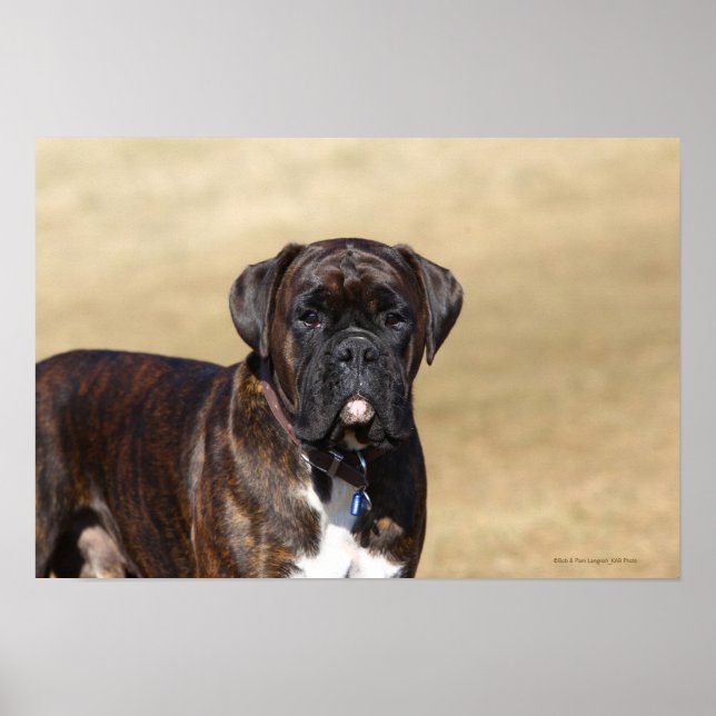 Poster Brindle Boxer Chien debout (Devant)