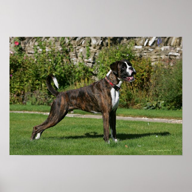 Poster Brindle Boxer Dog Show Stance (Devant)