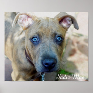 Poster Brindle Pit Bull Puppy par Shirley Taylor