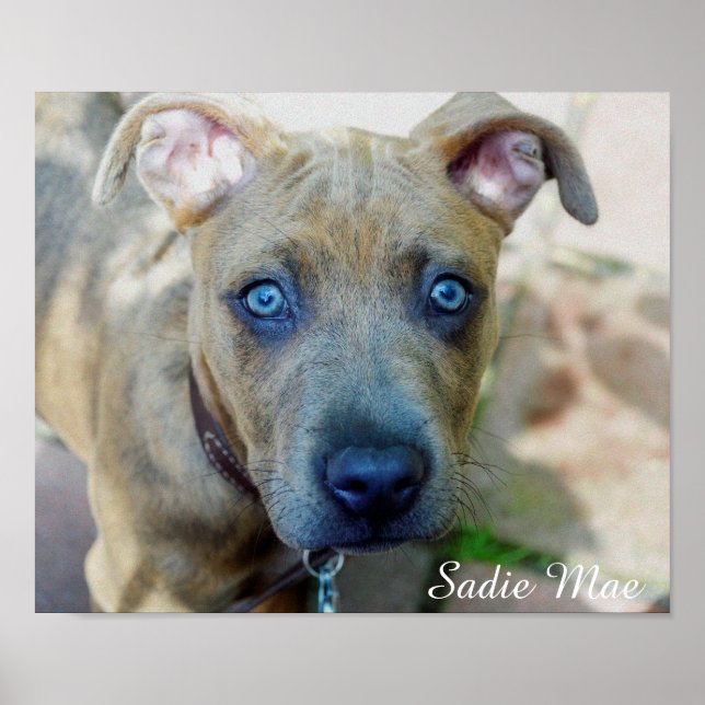 Poster Brindle Pit Bull Puppy par Shirley Taylor (Devant)