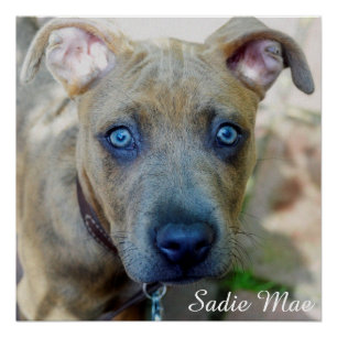 Poster Brindle Pit Bull Puppy par Shirley Taylor