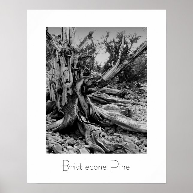 Poster Bristlecone (Devant)