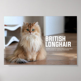Poster Britanniques Longhair Cat Breed