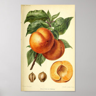 Poster Broche de fruits botaniques Imprimer