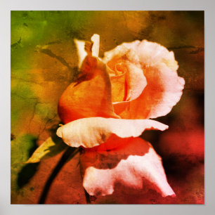 Poster Brocher Rosebud Fleur Gros Plan