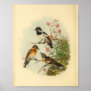Poster Brodie's Flycatcher Brown Bird Imprimer Vintage
