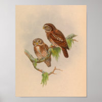 Brodies Owlet Brown Vintage Bird Art Imprimer