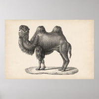 Brodtmann Camel Sketch