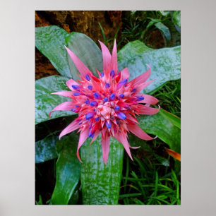 Poster Bromeliad