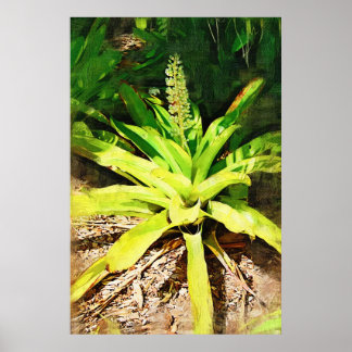 Poster Broméliade tropicale - promenade dans le jardin