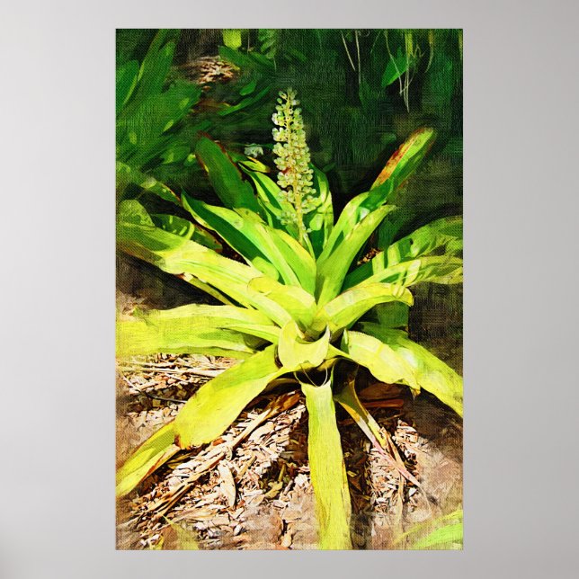 Poster Broméliade tropicale - promenade dans le jardin (Devant)