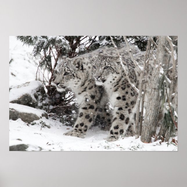 Poster Brothers de léopard de neige marchant (Devant)