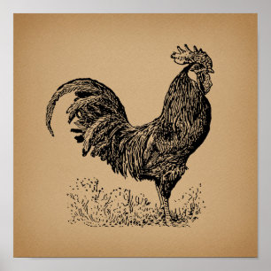 Poster Brown Antique Rooster Illustration Chicken Art