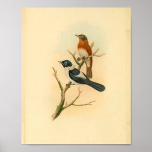 Poster Brown crâne  Flycatcher Bird Imprimer Vintage