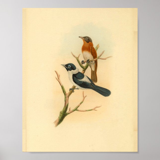 Poster Brown crâne  Flycatcher Bird Imprimer Vintage (Devant)