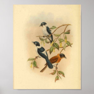 Poster Brown crâne  Flycatcher Bird Imprimer Vintage
