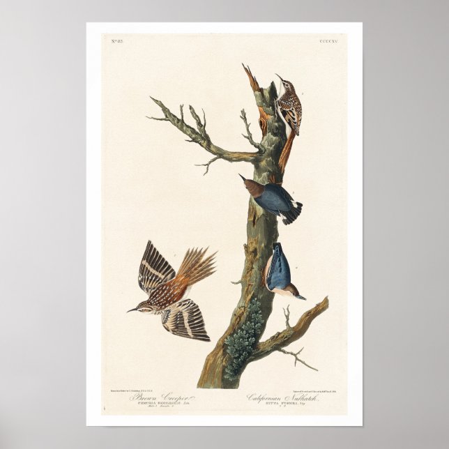 Poster Brown Creeper et California Nuthatch par Audubon (Devant)