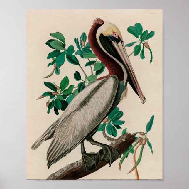 Poster Brown Pelican Birds of America Audubon (Devant)