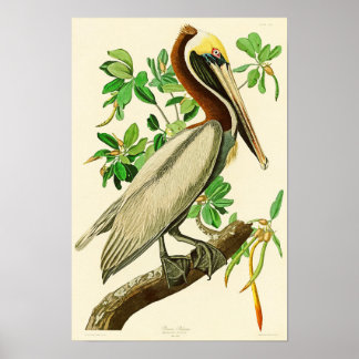 Poster Brown Pélican John James Audubon Oiseaux d'Amériqu