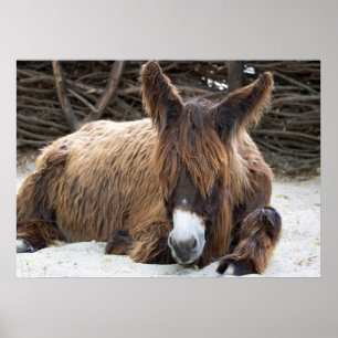 Poster Brown Poitou Donkey
