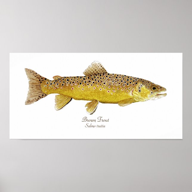 Poster Brown Trout (Devant)