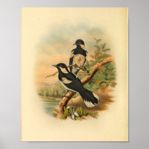 Poster Brown's Flycatcher Black Bird Imprimer Vintage