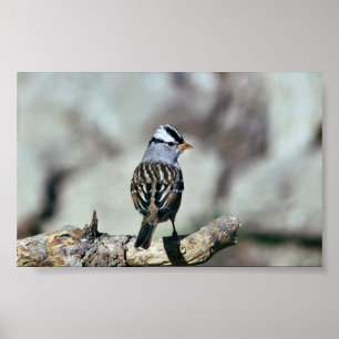 Poster Bruant à couronne blanche