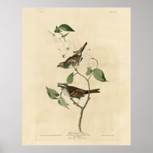 Poster Bruant à gorge blanche, Oiseaux d'Amérique d'Audub