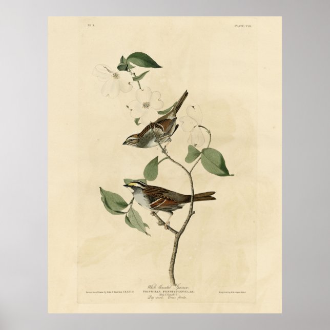 Poster Bruant à gorge blanche, Oiseaux d'Amérique d'Audub (Devant)
