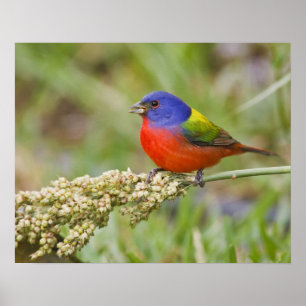 Poster Bruant à tête noire (Passerina ciris) mâle en trai