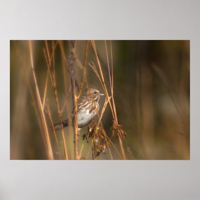 Poster Bruant de la chanson dans le pré (Devant)