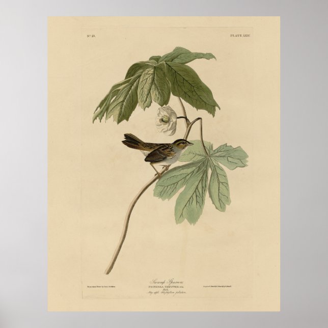 Poster Bruant des marais des oiseaux d'Amérique d'Audubon (Devant)