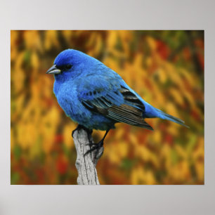 Poster Bruant indigo mâle, Passerina cyanea