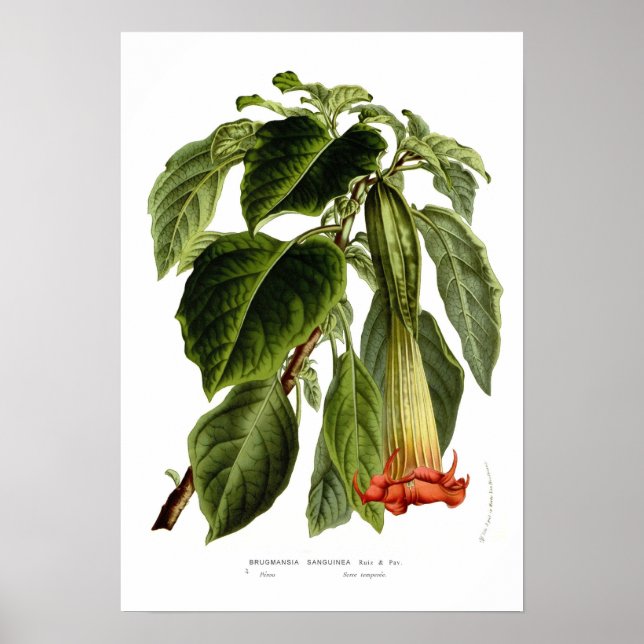 Poster Brugmansia sanguinea (trompette d'Angel) (Devant)