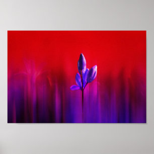 Poster Brume de tulipe pourpre