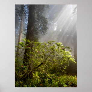 Poster Brume matinale sur le Rhododendron