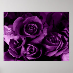 Poster Brume pourpre