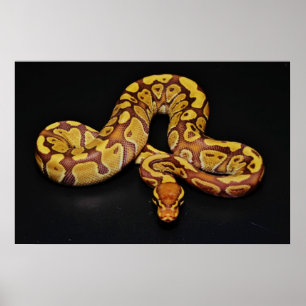 Poster Brun et python de boule d'or