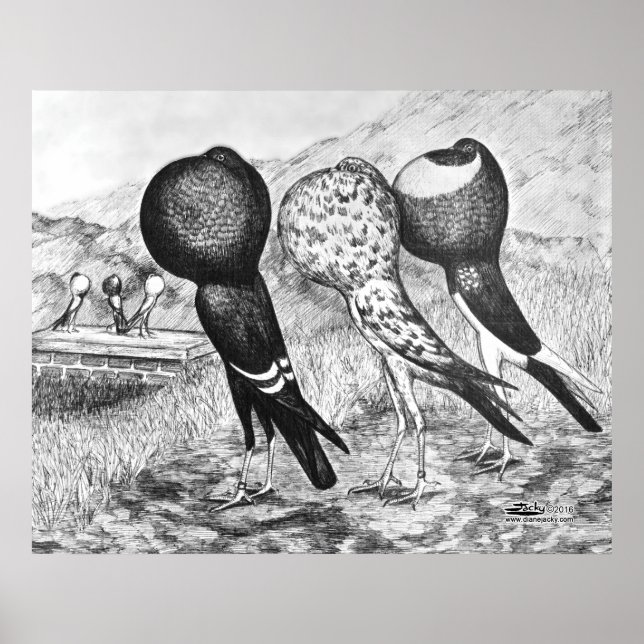 Poster Brunner Pouter Pigeons (Devant)