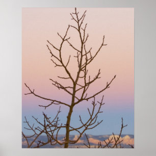 Poster Bryce Canyon, Utah. Bar tree in front of sunset