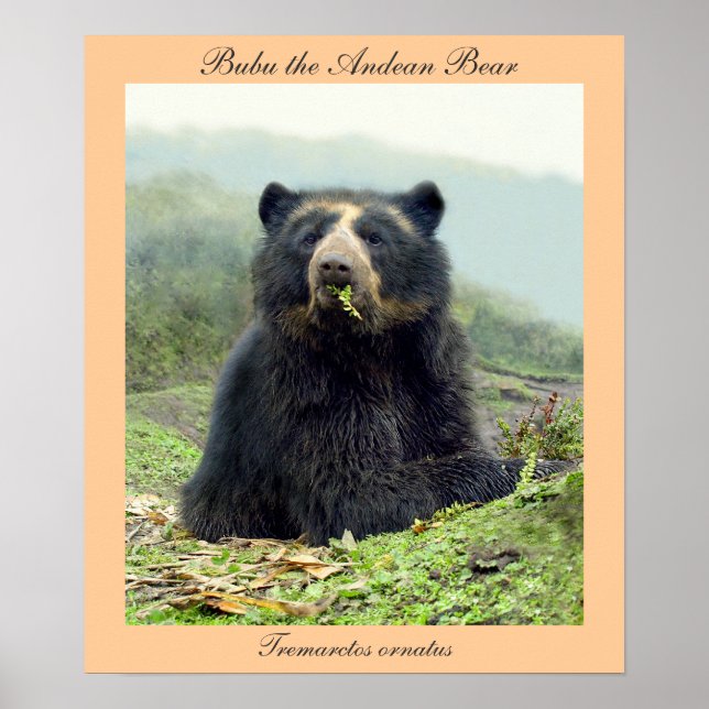 Poster Bubu, ours des Andes à Yanahurco, Equateur (Devant)